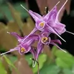 Epimedium